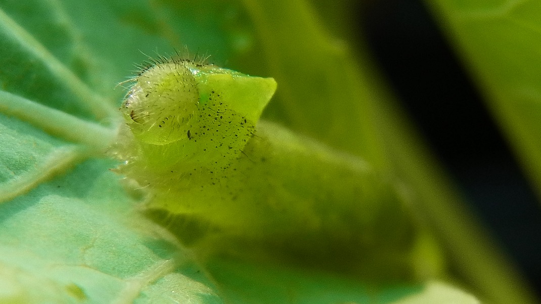 a0152692_18463257.jpg