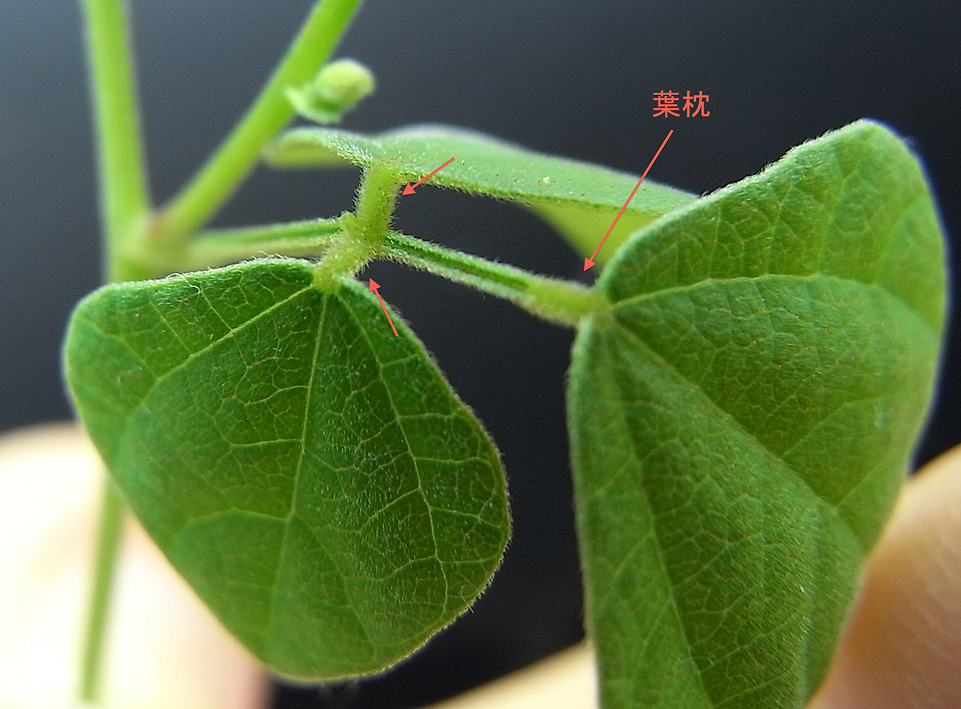 親愛なる そのへんの植物 12 クズの葉の運動 自然観察大学ブログ