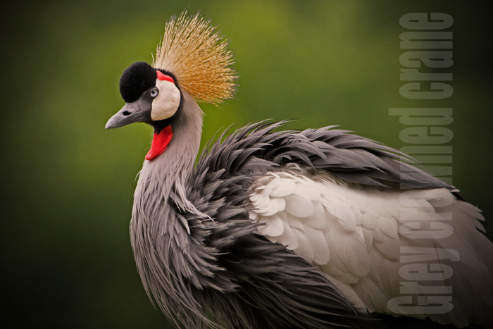 ホオジロカンムリヅル：Grey crowned crane_b0249597_9271917.jpg