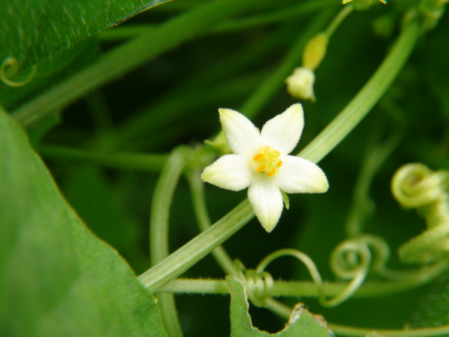 すずめうり (雀瓜)の花と若い実…2013・9・14_f0231709_204956.jpg