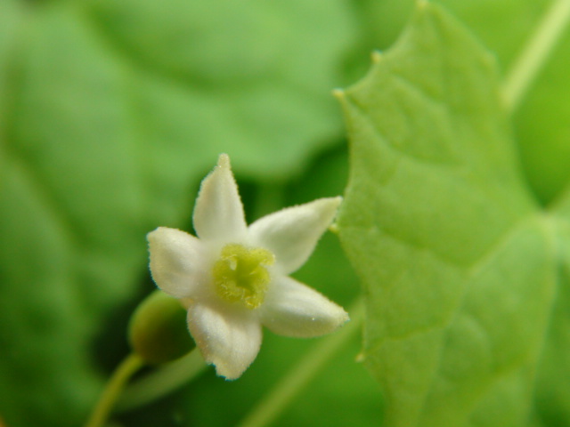 すずめうり (雀瓜)の花と若い実…2013・9・14_f0231709_20512337.jpg