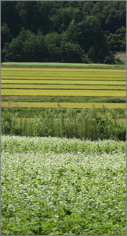 今年の蕎麦の花_f0221514_165241.jpg