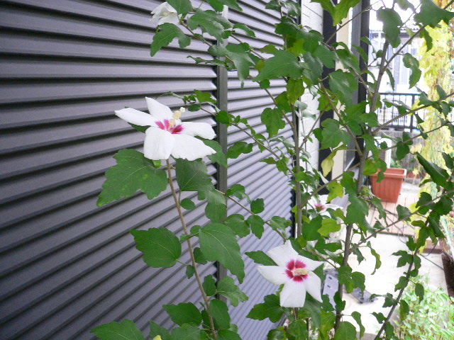 a0249215_16525546.jpg