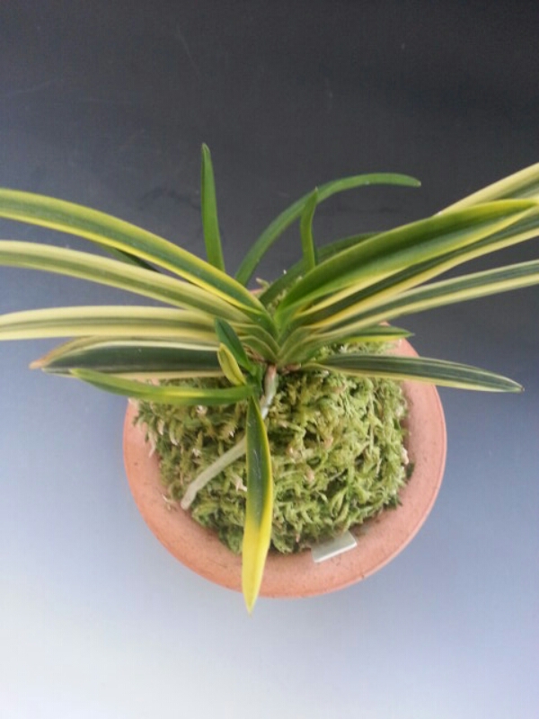 136の建国冠 : □ サムライ オーキッド □ 富貴蘭 セレクトショップ