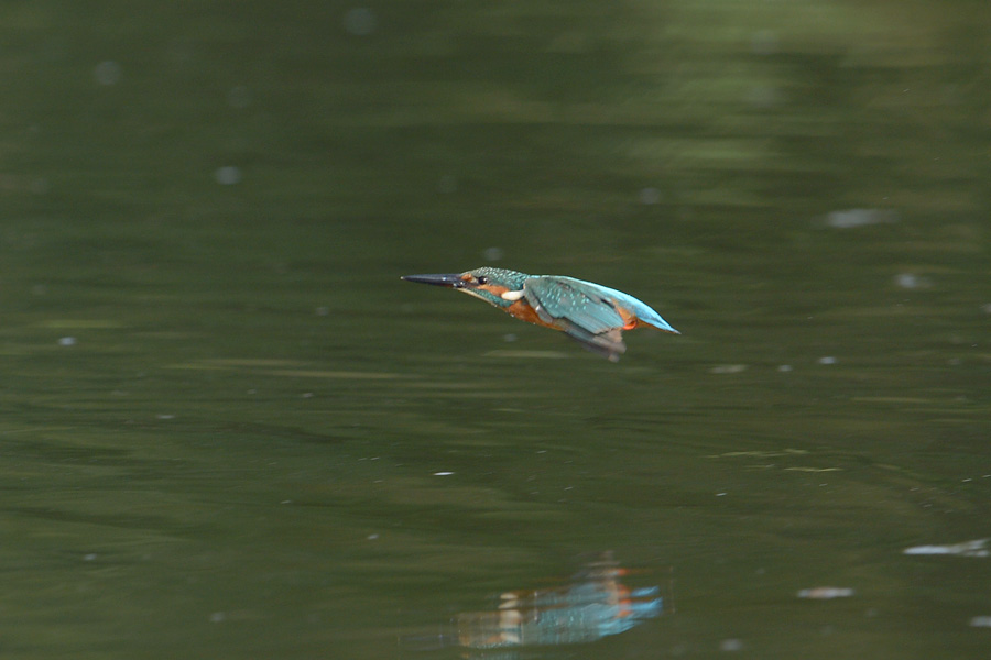 130914 ピラ池出悪し_c0278820_16535855.jpg