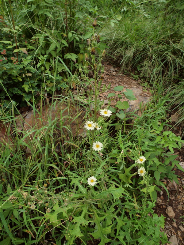 c0085622_8355342.jpg