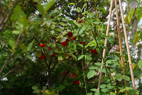 f0170524_11445422.jpg