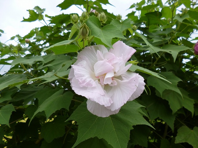 a0006033_1795287.jpg
