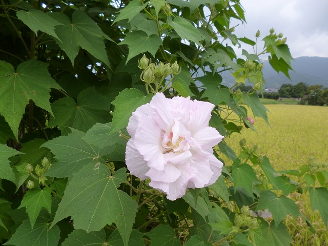 南足柄の酔芙蓉。_a0006033_1795925.jpg