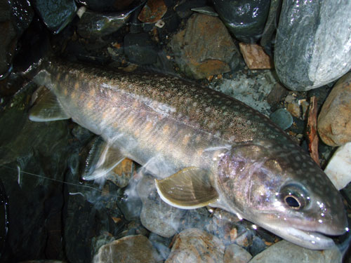 e0201348_673742.jpg