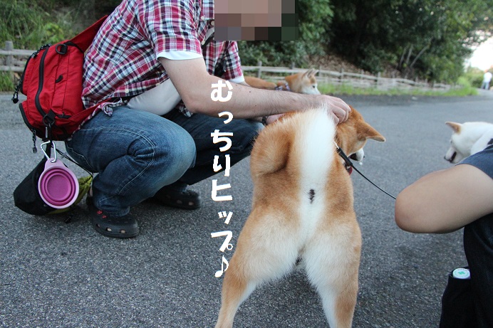 女子好みの柴犬_f0245650_912037.jpg