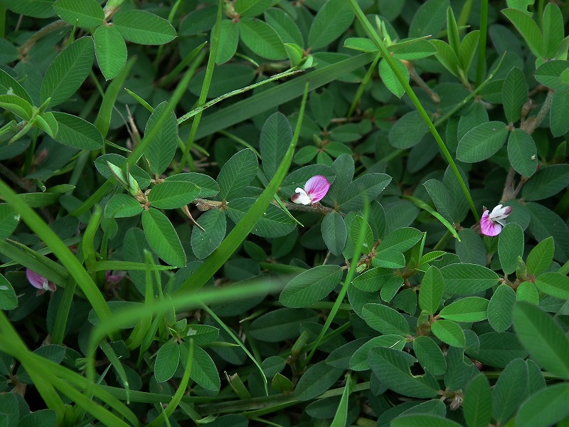 ヤハズソウの芝生広場♪_a0018655_2023213.jpg