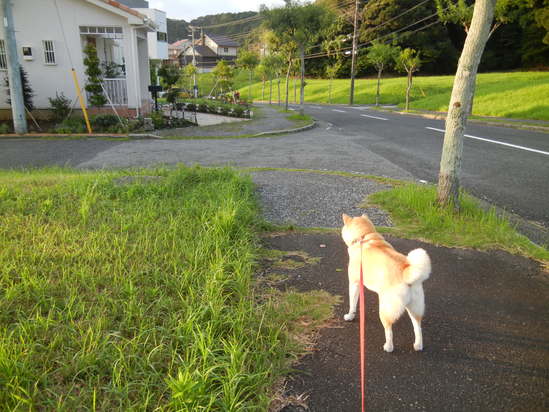 ’13,9,14(土)今日は「石川さゆり」ちゃんを観に~!_f0060461_7291640.jpg