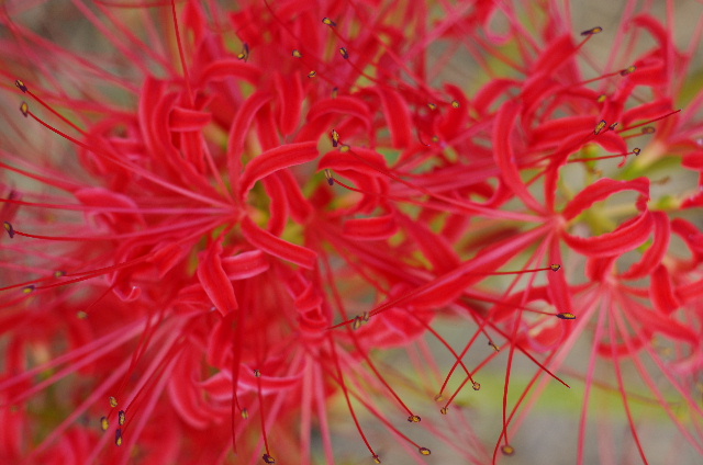 Flower 彼岸花を偵察 #photo #japan #pentax _c0153764_1414585.jpg