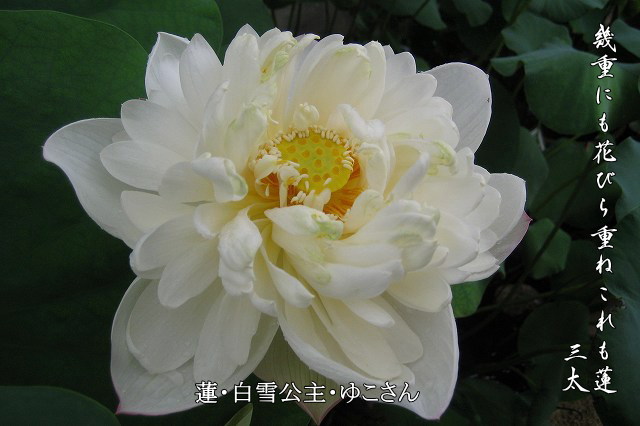 d0171368_1331731.jpg