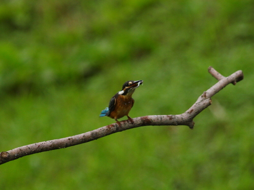 〔 kingfisher 〕_d0033398_9591413.jpg