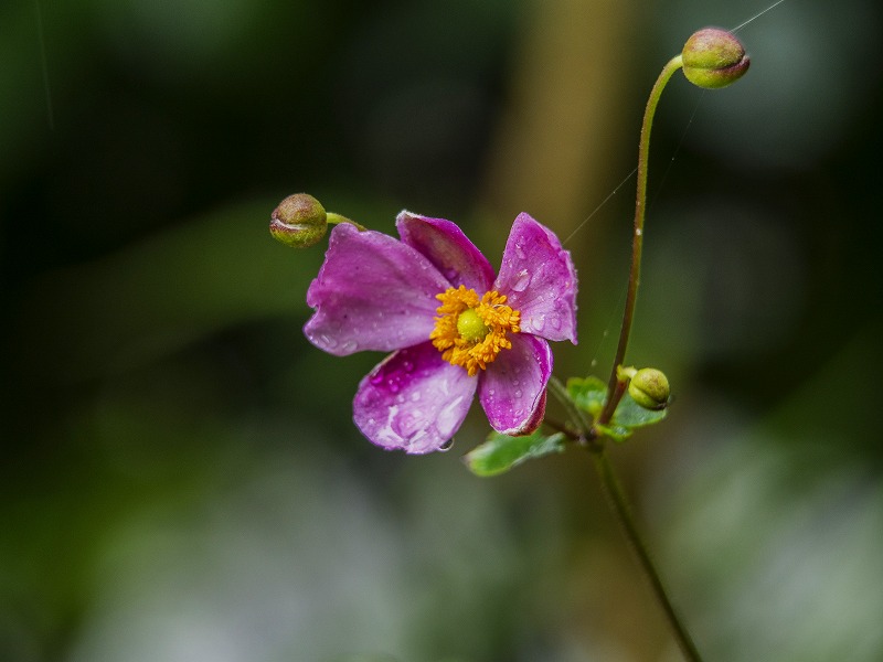 季節はめぐる雨の雑草園_f0224100_19495279.jpg