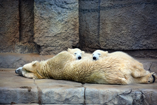 曇天の札幌・円山動物園　～　ホッキョクグマの「再配置」と、「筋」 に入った可能性を感じるキャンディ_a0151913_22325722.jpg