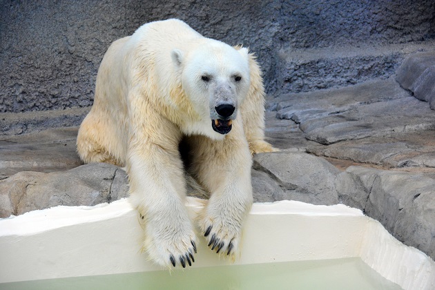 曇天の札幌・円山動物園　～　ホッキョクグマの「再配置」と、「筋」 に入った可能性を感じるキャンディ_a0151913_22424216.jpg