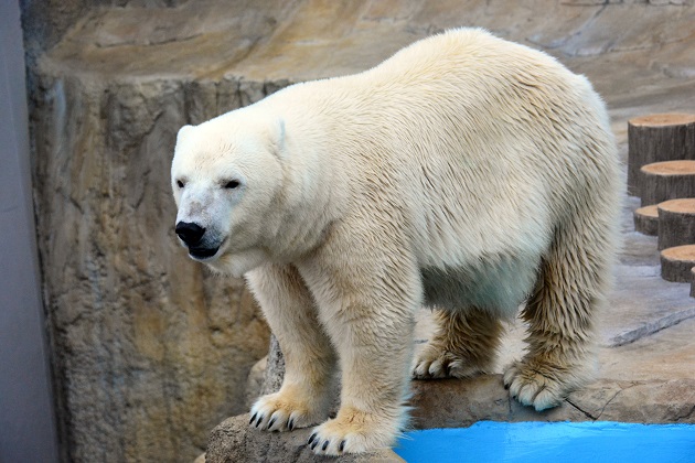 曇天の札幌・円山動物園　～　ホッキョクグマの「再配置」と、「筋」 に入った可能性を感じるキャンディ_a0151913_22481624.jpg