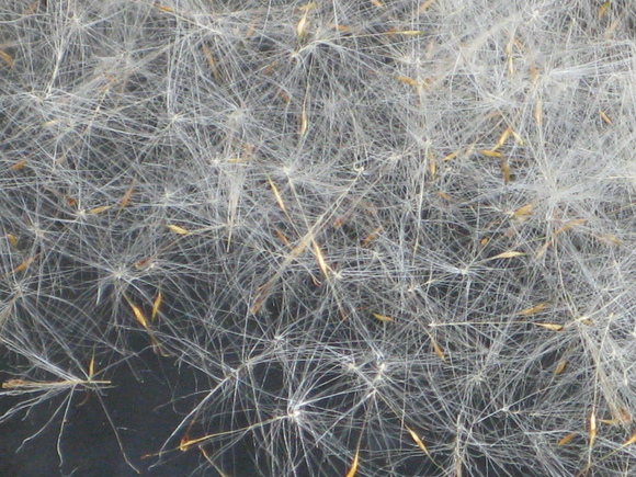 d0323231_232117.jpg