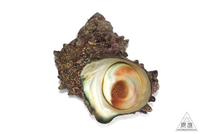 346 知夫里島 ~大サザエゲット!~_c0211532_2235112.jpg