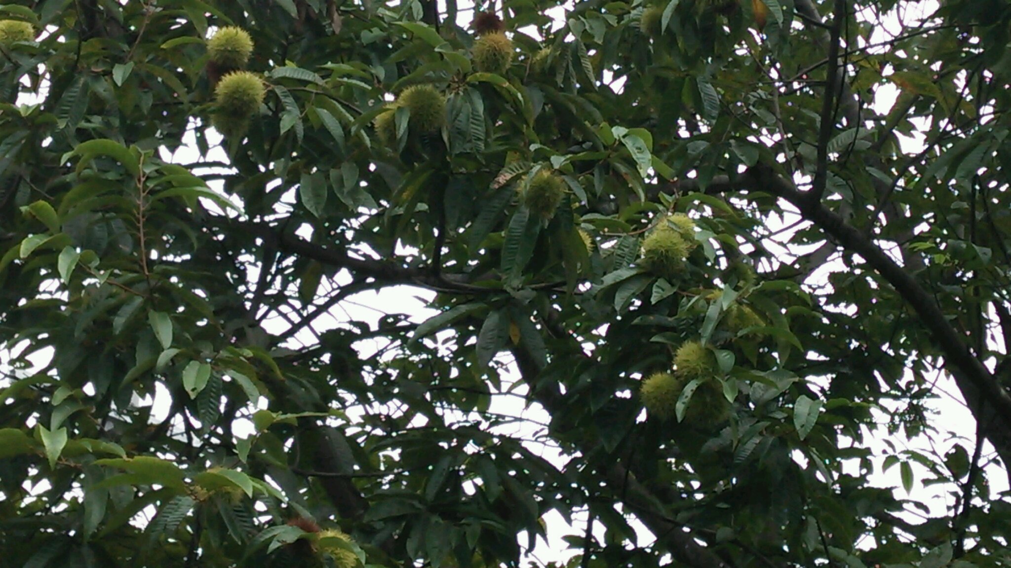 e0145441_58012.jpg