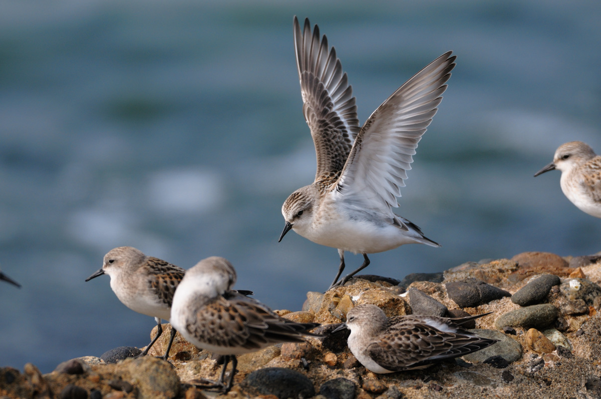 ２０１３年８月、９月の鳥たち_a0039245_0231157.jpg