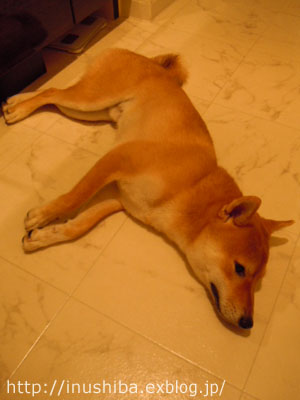 死んだフリをする柴犬 Yamatoのひとりごと 死んだフリをする柴犬 Yamatoのひとりごと