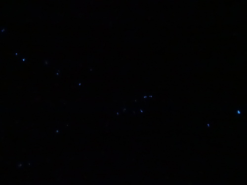 ウミホタル観察会」リハーサル in せんなん里海公園海岸_c0108460_1302680.jpg
