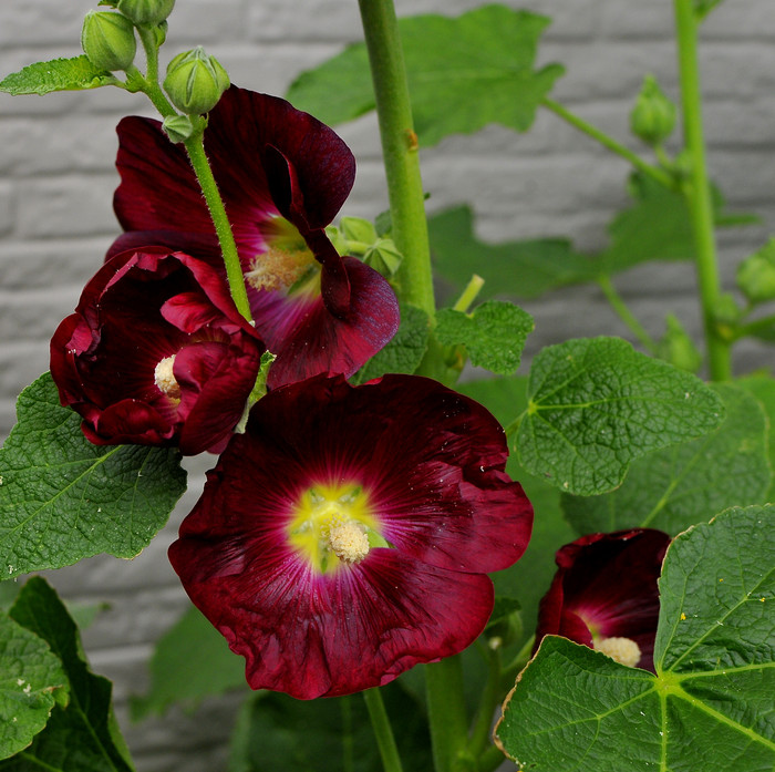 ホリホック アルセア judeの庭と薔薇のカヲリ ホリホック アルセア judeの庭と薔薇のカヲリ