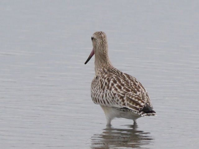 三番瀬の野鳥1　オグロシギ、ハマシギ、オオソリハシシギ_d0088184_2249337.jpg