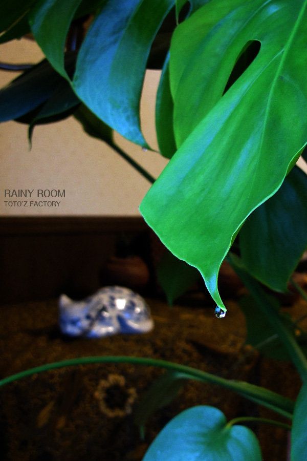 部屋に降る雨_a0034287_17271954.jpg