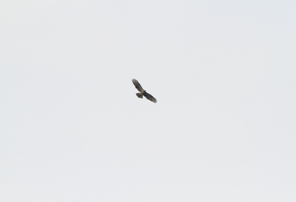 e0123889_832763.jpg