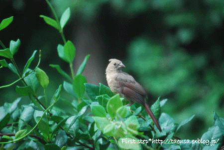 b0148991_7293210.gif