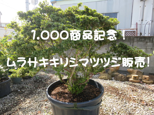 1.000 商品記念！紫霧島ツツジ 特別販売致します！_b0200291_21365660.jpg