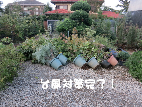 1.000 商品記念！紫霧島ツツジ 特別販売致します！_b0200291_22111325.jpg