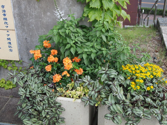 e0111793_17451313.jpg