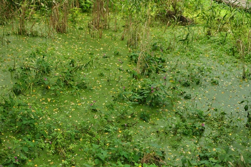 e0205297_0555665.jpg