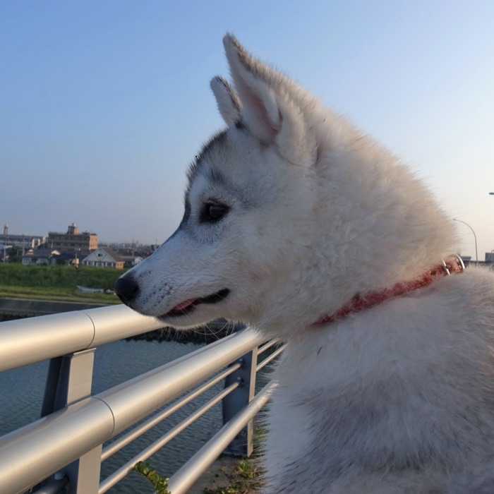 子犬　楽しいお散歩　楽しい我が家_c0049299_1433037.jpg