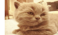 f0237399_20562675.gif
