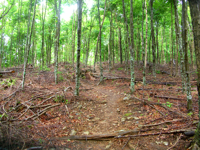 夢にまで見た荒川三山縦走_a0019601_2117384.jpg