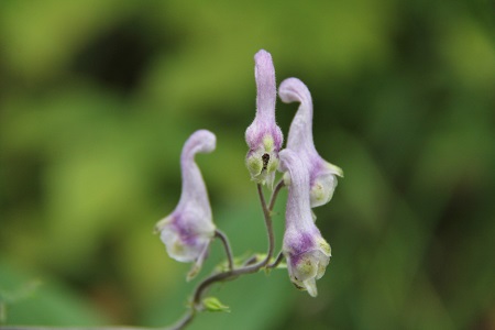 三ツ峠・・・九月の花日記_a0158702_2201459.jpg