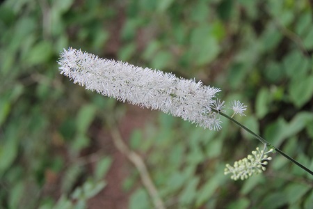 三ツ峠・・・九月の花日記_a0158702_2222988.jpg