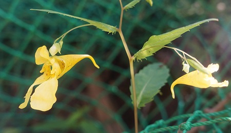 三ツ峠・・・九月の花日記_a0158702_222726.jpg