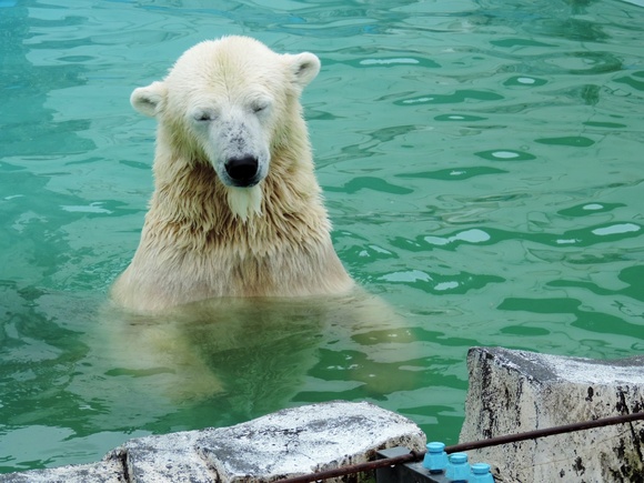 ララ ｜ ホッキョクグマ ララ ｜ 円山動物園_e0319302_17203363.jpg