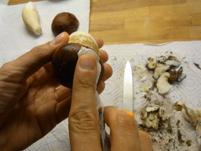 イタリアの秋の恵み♡生ポルチーニ茸のサラダ Insalata di funghi porcini _b0246303_3541842.jpg