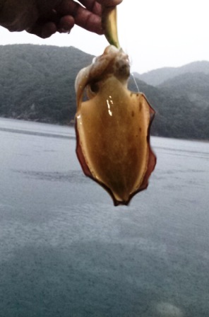 2013 秋イカエギング4~週末の賑わい~_f0163105_7574838.jpg