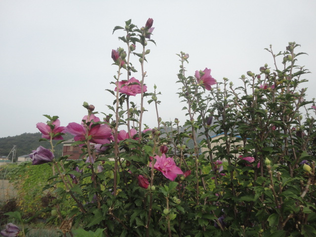 八重のむくげの花…2013・9・16_f0231709_1251836.jpg