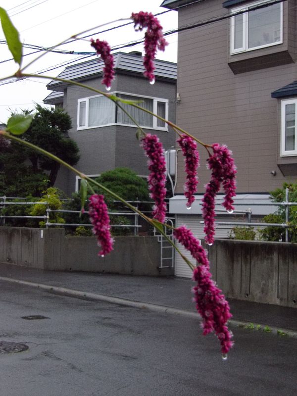 そこそこの雨だけで終わった札幌の「台風」_c0025115_2034087.jpg